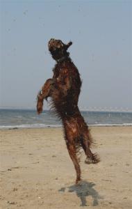 0-0017-flyingdancing_dog.jpg