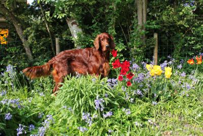 0-n-blumenwiese.jpg