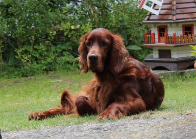img_3066-im_garten.jpg