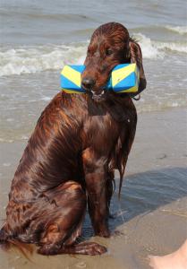 img_3072-apport_am_meer.jpg