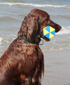 img_3072a-apport_am_meer.jpg