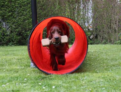 0-img_0196-norman_agility3.jpg