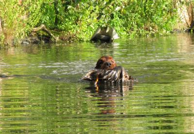 0-img_0190c-entenarbeit_wasser.jpg