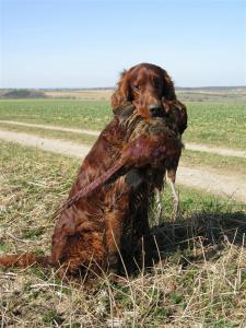 8243-normanfasan-portrait.jpg
