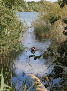 img_3398-norman_schilf3-ente_b.jpg