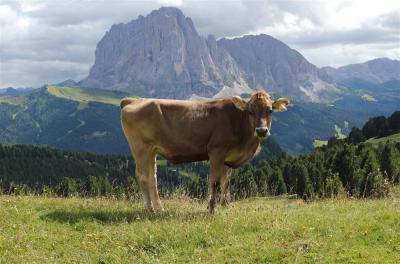 img_1832-kuh_auf_alm.jpg
