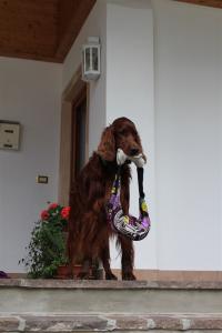 img_2710-norman_apport_bei_pez.jpg