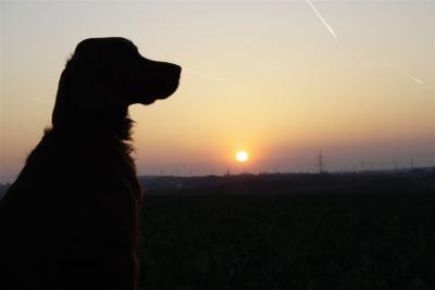 9098-sundownnormi-g.jpg