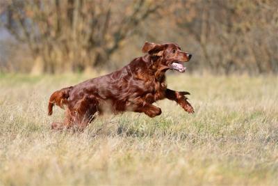 img_0098-bianca1.jpg