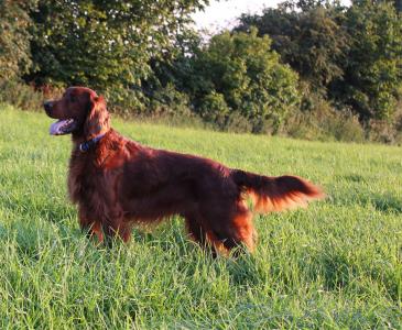 img_3065-im_feld.jpg