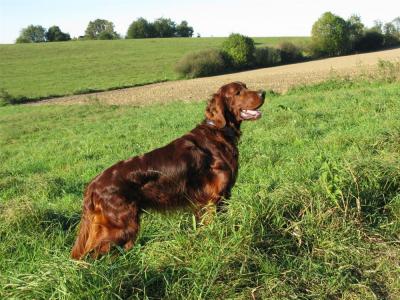 img_3066-im_feld.jpg