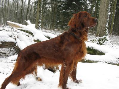 t-normi_im_wald.jpg