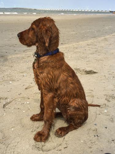 190531-3i-nasse_lilly_im_sand.jpg
