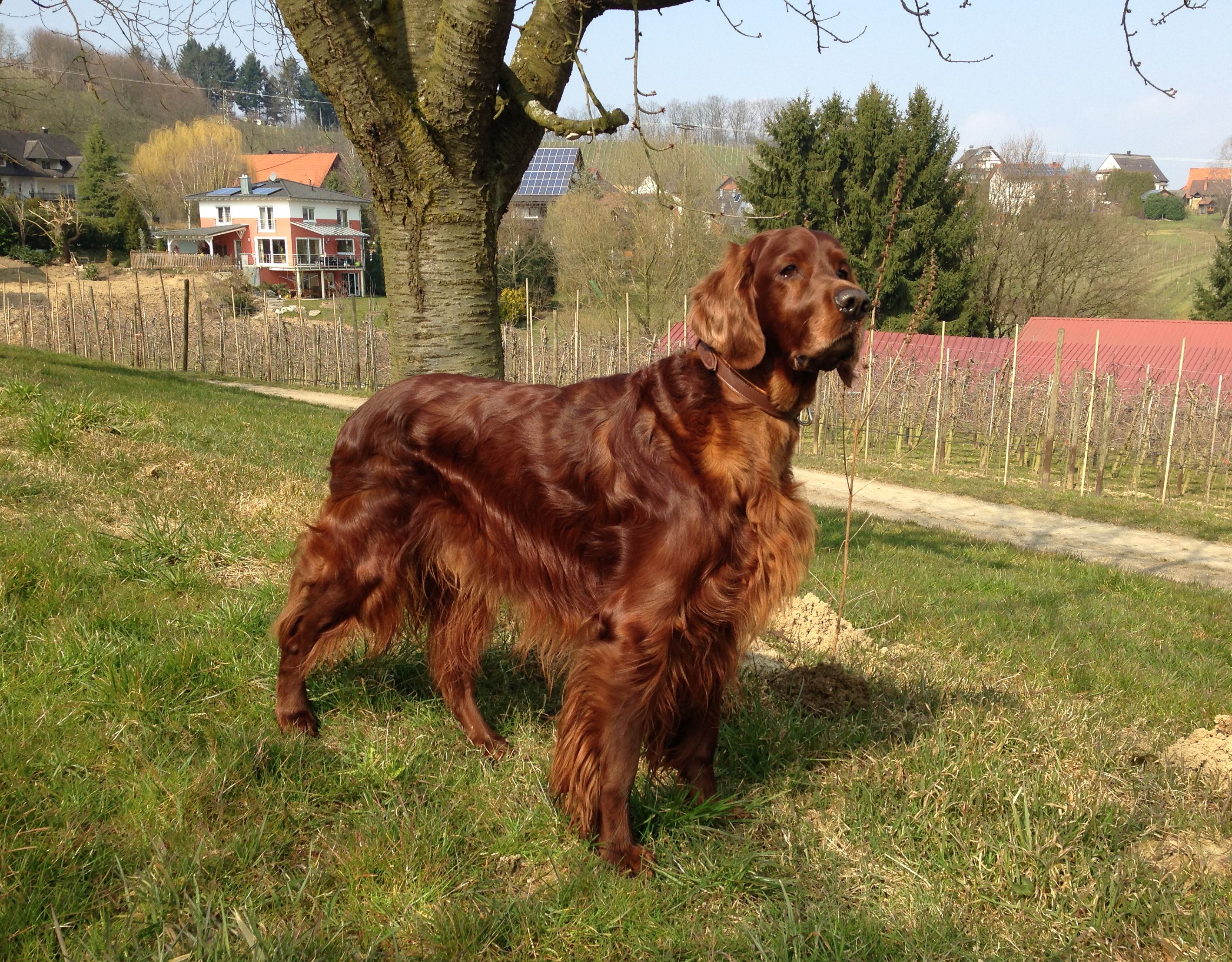 CACIB Offenbach