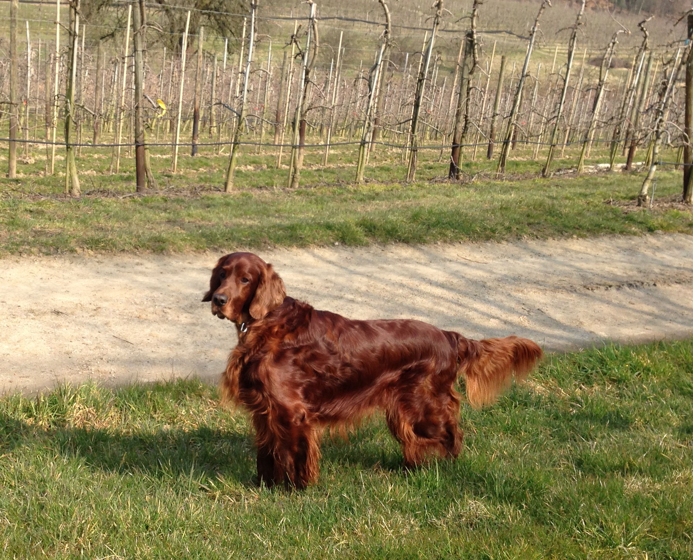 CACIB Offenbach